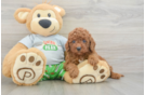 Cavapoo Pup Being Cute