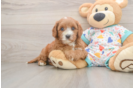 Funny Cavapoo Poodle Mix Pup