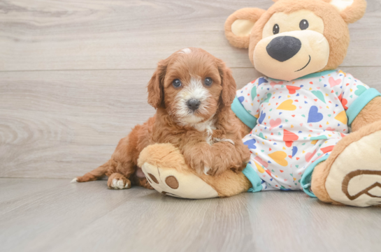 Funny Cavapoo Poodle Mix Pup