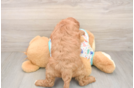 Cavapoo Puppy for Adoption