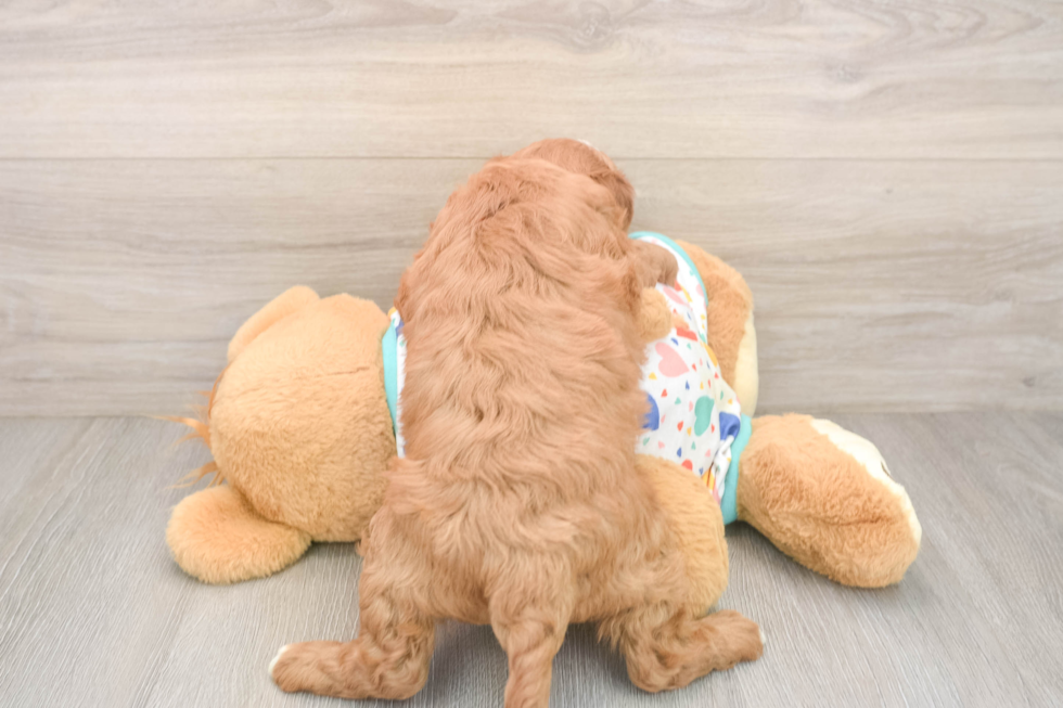 Cavapoo Puppy for Adoption