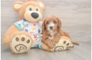 Playful Cavapoodle Poodle Mix Puppy