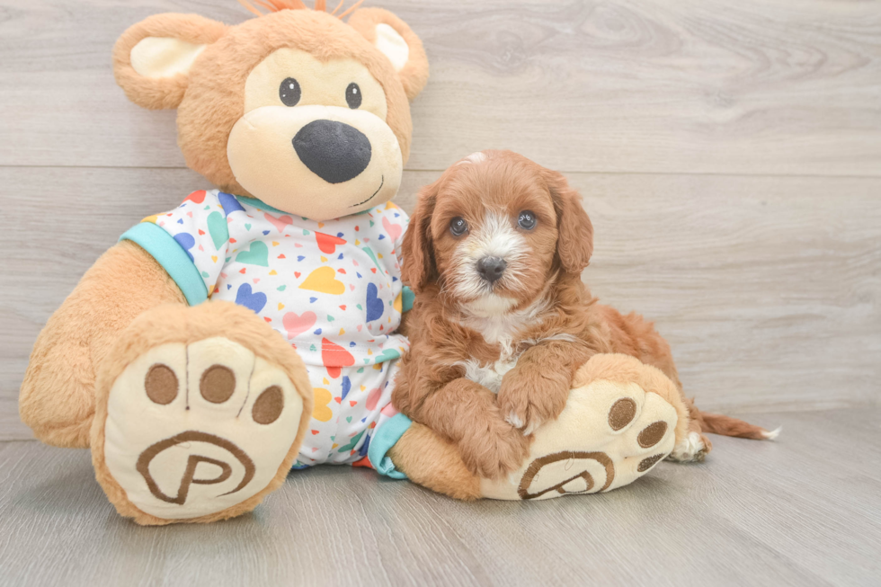 Playful Cavapoodle Poodle Mix Puppy