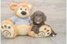 Cavapoo Pup Being Cute