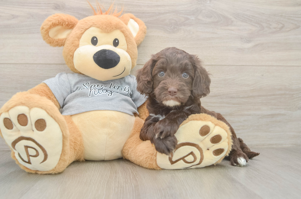 5 week old Cavapoo Puppy For Sale - Premier Pups