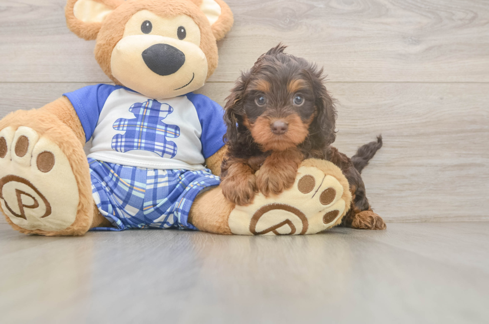 5 week old Cavapoo Puppy For Sale - Premier Pups