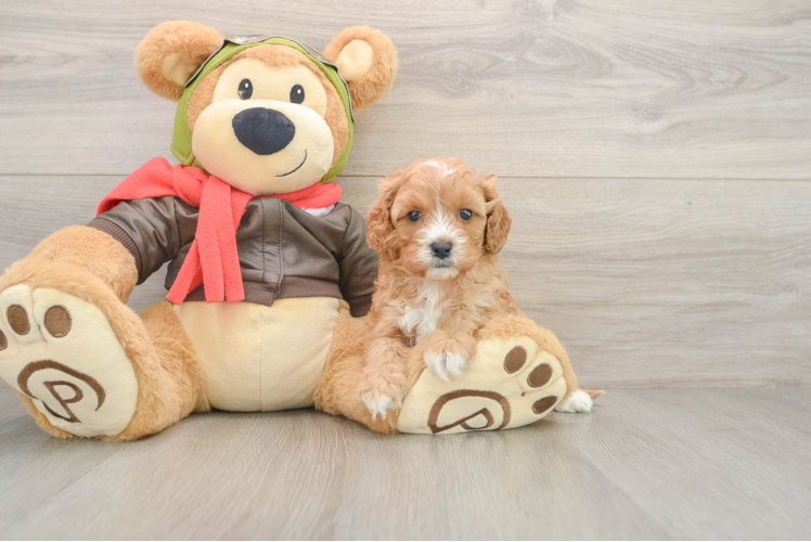 Cute Cavapoo Baby