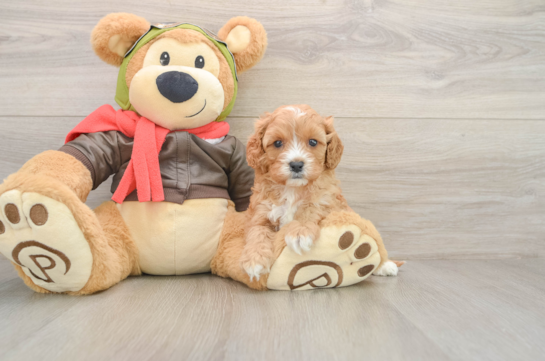Cute Cavapoo Baby