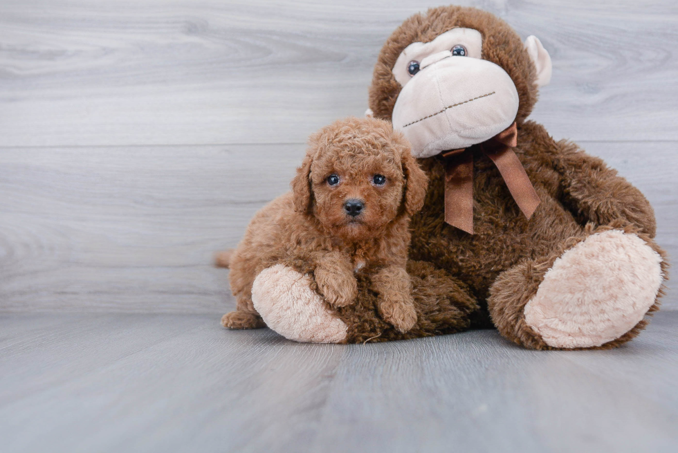 Cavapoo Puppy for Adoption