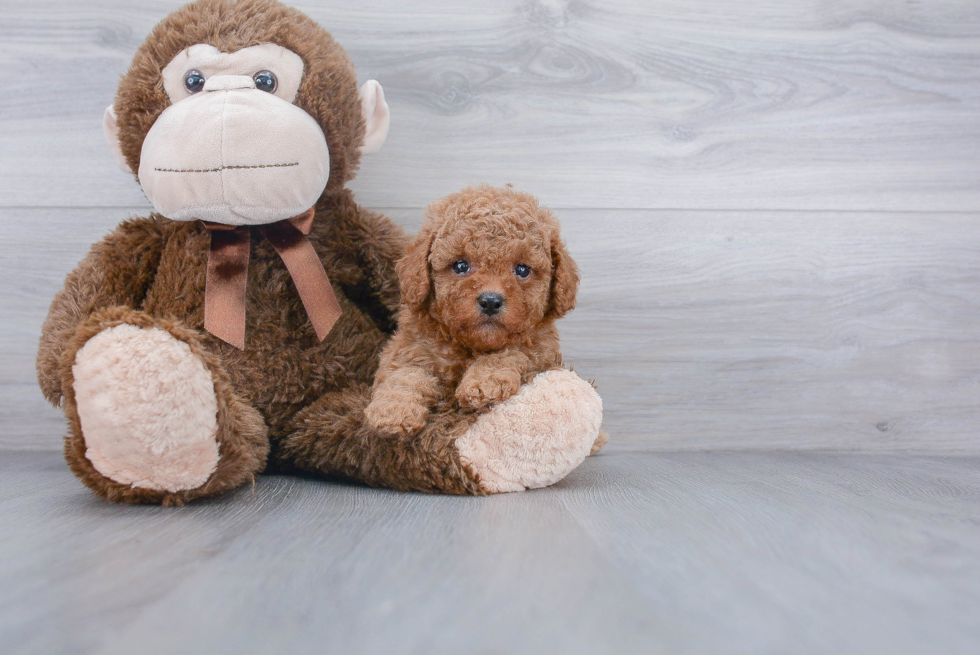 Best Cavapoo Baby