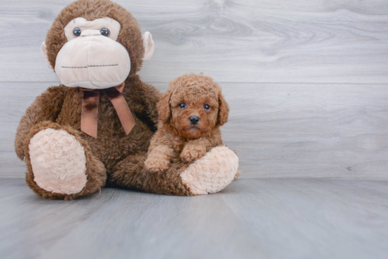 Best Cavapoo Baby