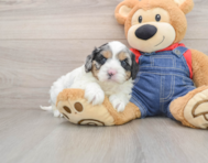8 week old Cavapoo Puppy For Sale - Premier Pups