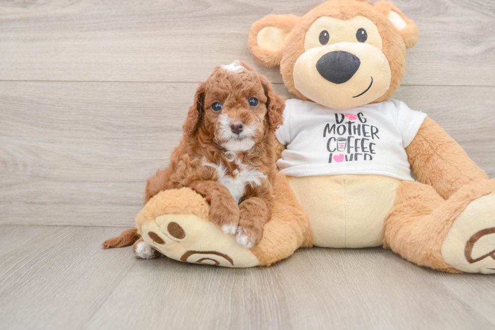 Small Cavapoo Baby