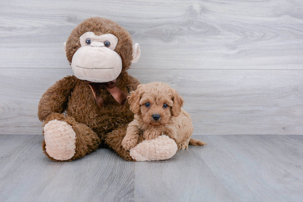 Cavapoo Puppy for Adoption