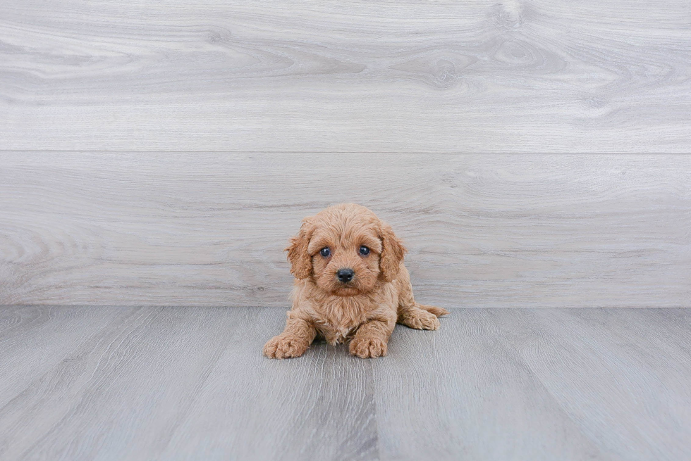 Small Cavapoo Baby