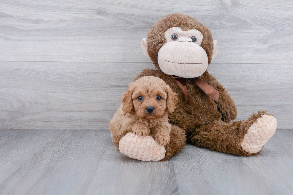 Cavapoo Puppy for Adoption