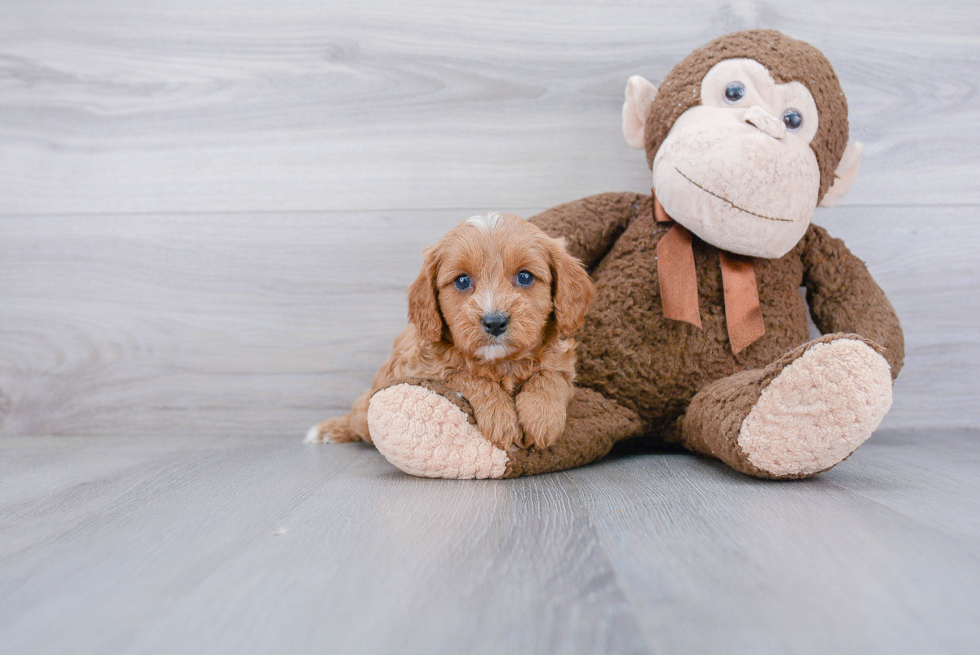 Cavapoo Puppy for Adoption