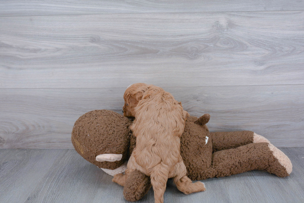 Best Cavapoo Baby