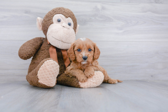 Fluffy Cavapoo Poodle Mix Pup