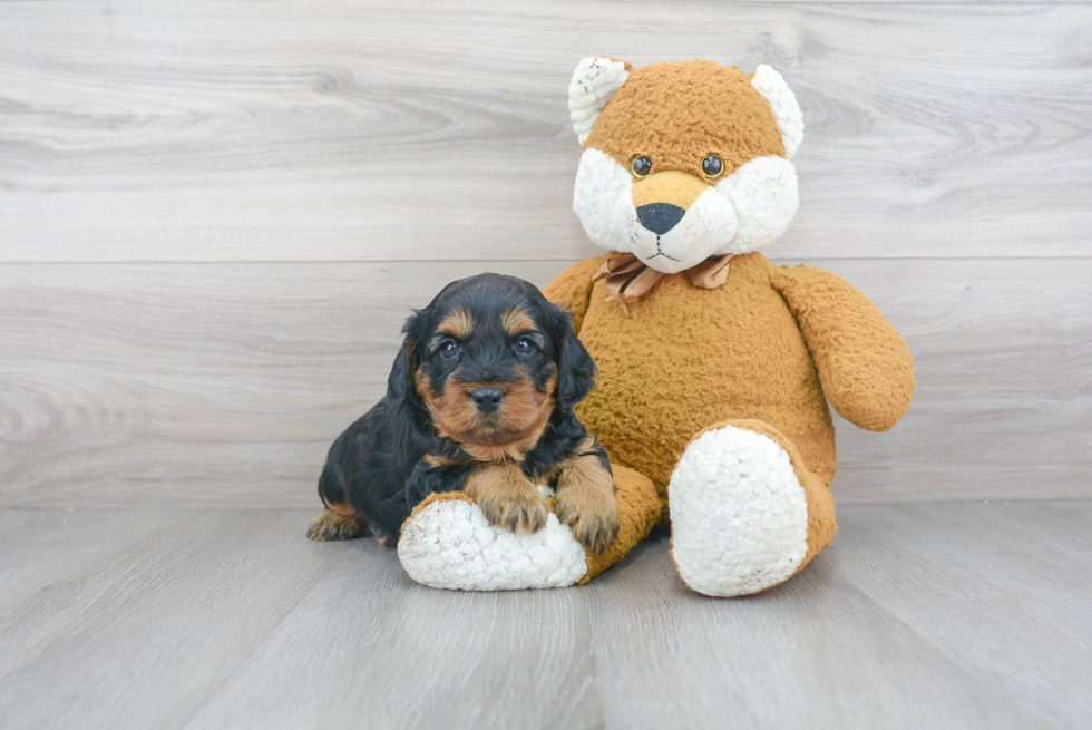 Happy Cavapoo Baby