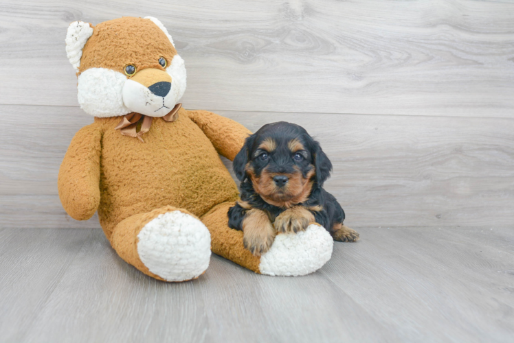 Hypoallergenic Cavoodle Poodle Mix Puppy