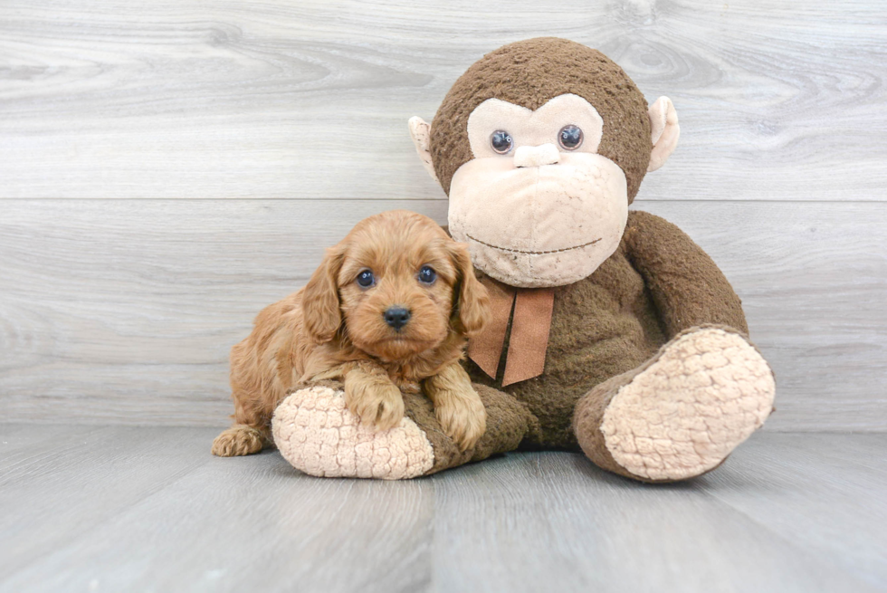 Cavapoo Pup Being Cute