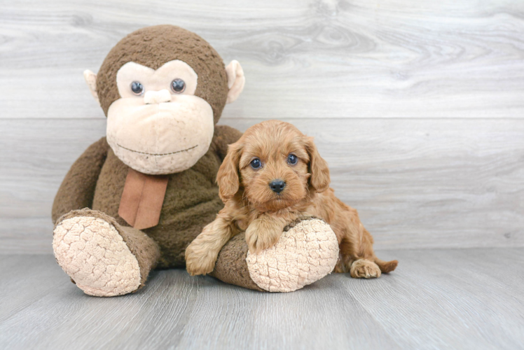 Little Cavoodle Poodle Mix Puppy