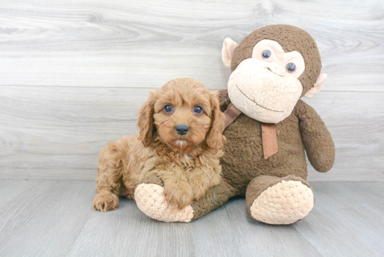 Cavapoo Puppy for Adoption