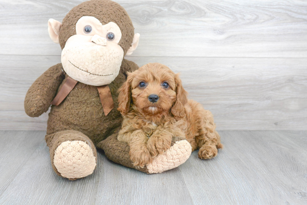 Cavapoo Puppy for Adoption