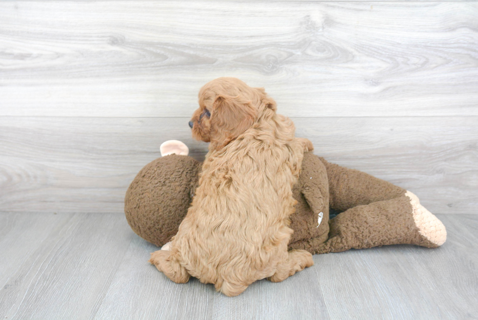 Cavapoo Pup Being Cute