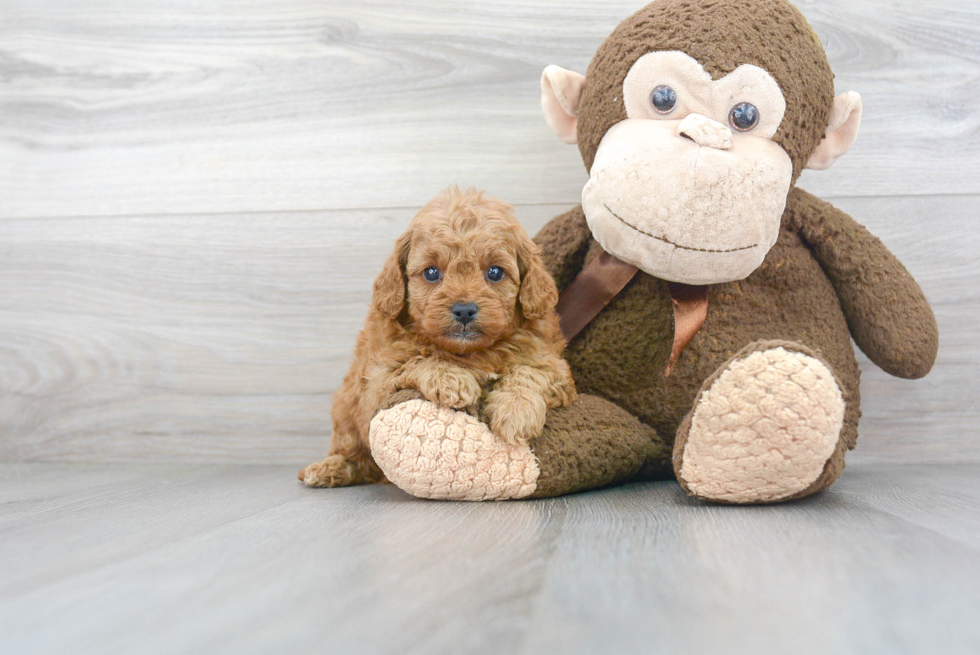 Adorable Cavoodle Poodle Mix Puppy