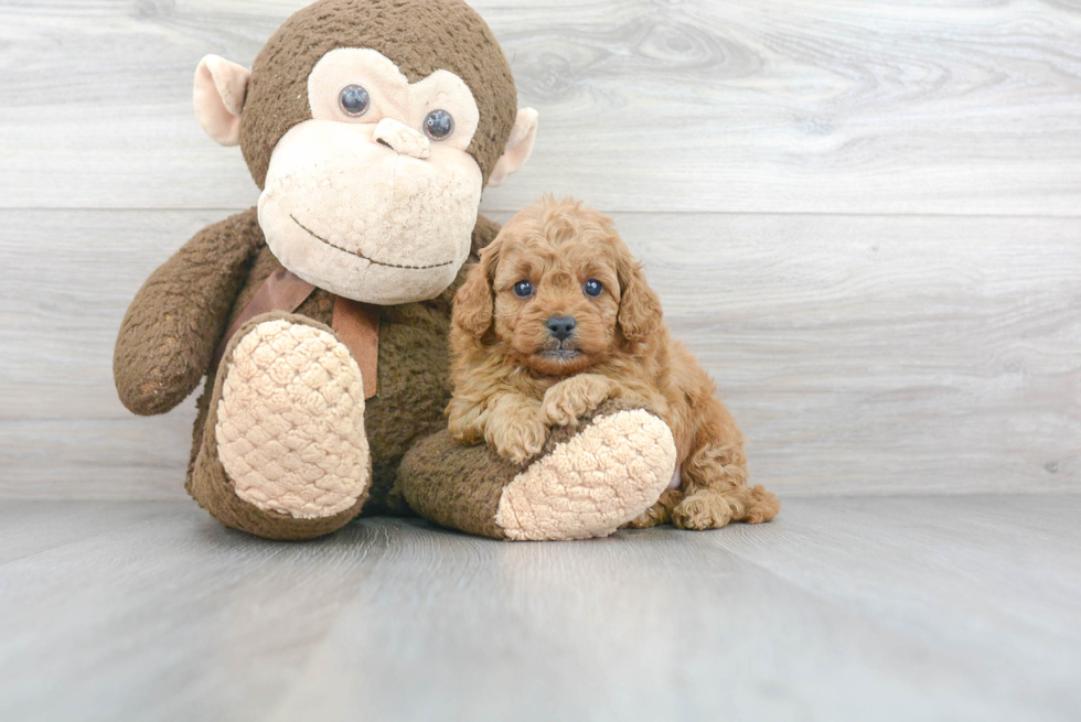 Cavapoo Pup Being Cute