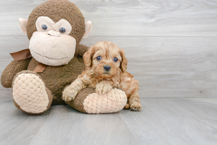 Energetic Cavoodle Poodle Mix Puppy