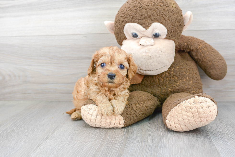 Cavapoo Pup Being Cute