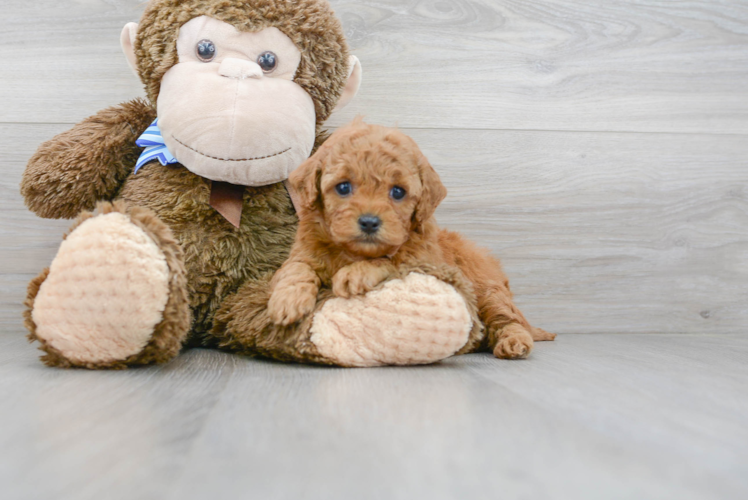 Cute Cavapoo Baby