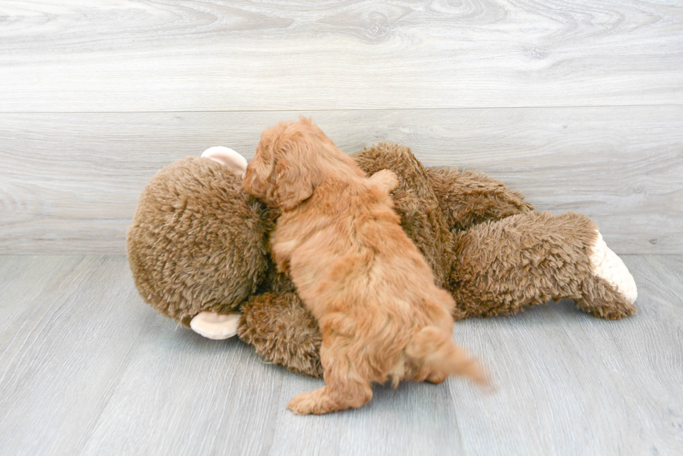 Cavapoo Pup Being Cute