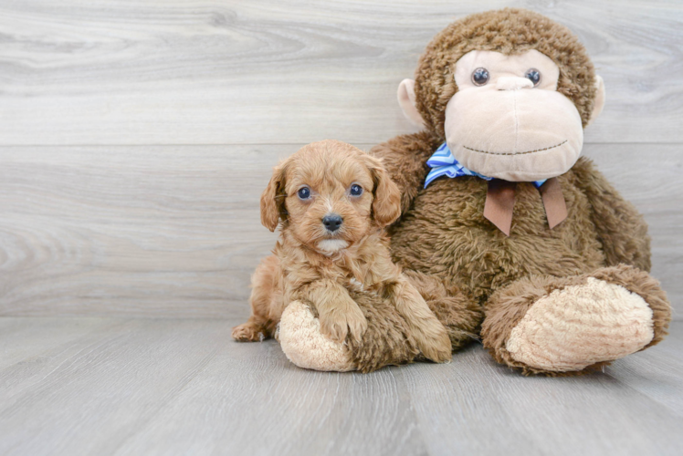 Cavapoo Puppy for Adoption