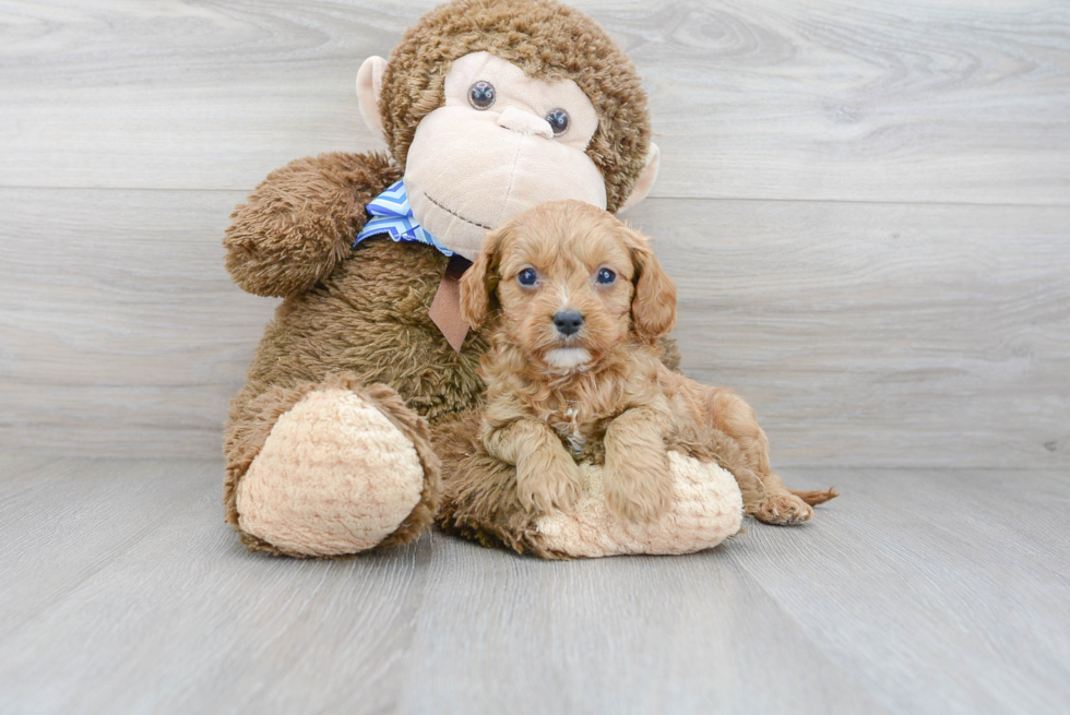 Sweet Cavapoo Baby