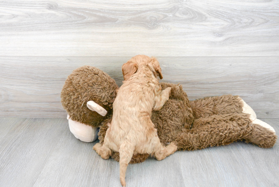 Petite Cavapoo Poodle Mix Pup