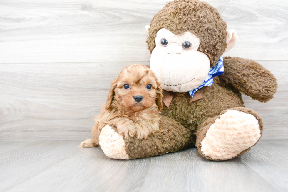 Playful Cavoodle Poodle Mix Puppy