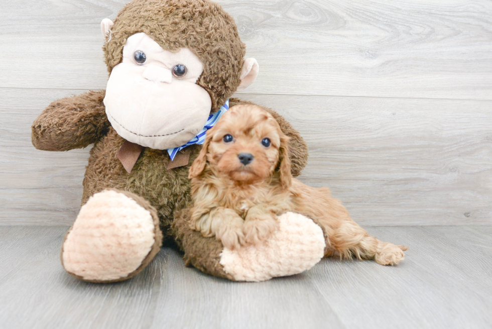 Playful Cavoodle Poodle Mix Puppy