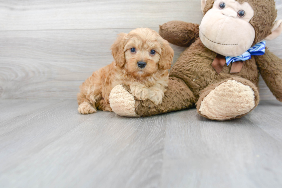 Best Cavapoo Baby