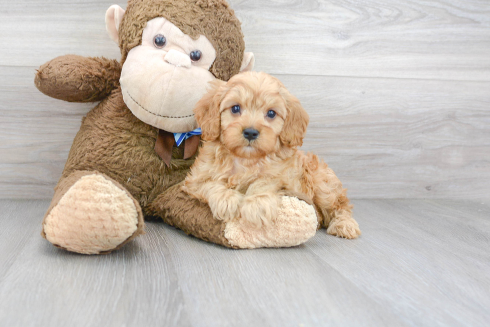 Cavapoo Pup Being Cute