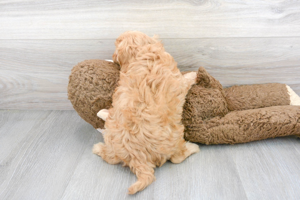 Happy Cavapoo Baby