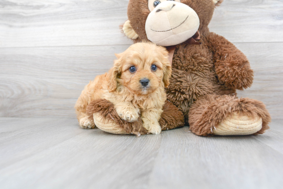 Best Cavapoo Baby