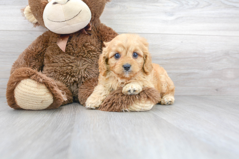 Best Cavapoo Baby