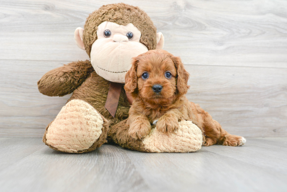 Best Cavapoo Baby