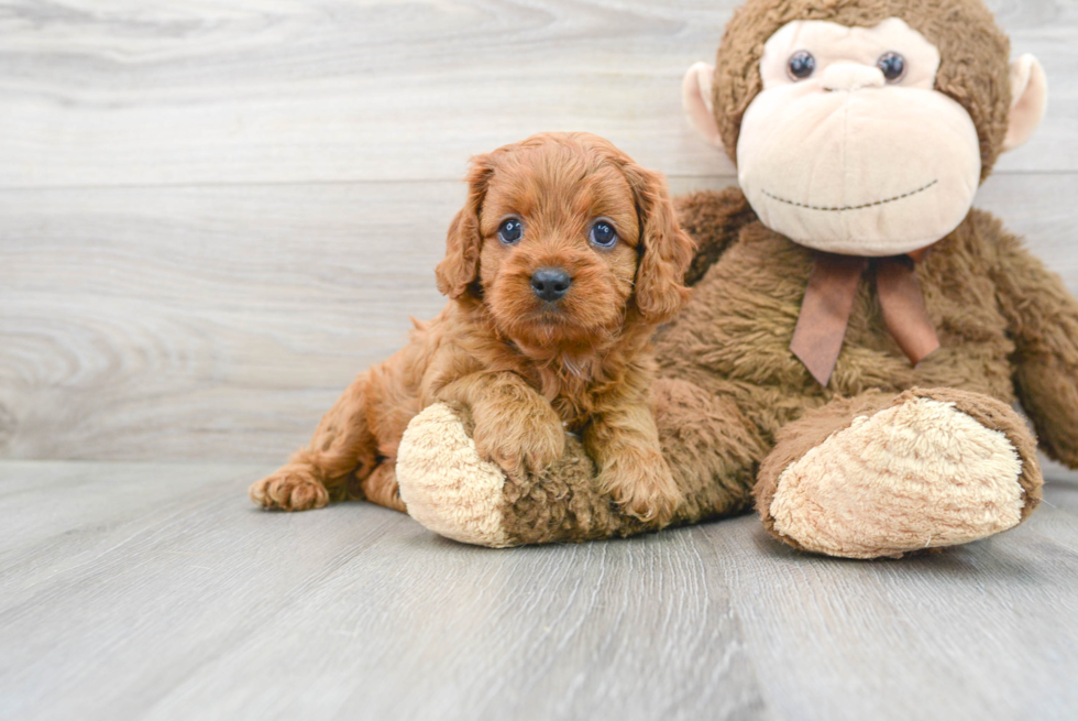 Best Cavapoo Baby