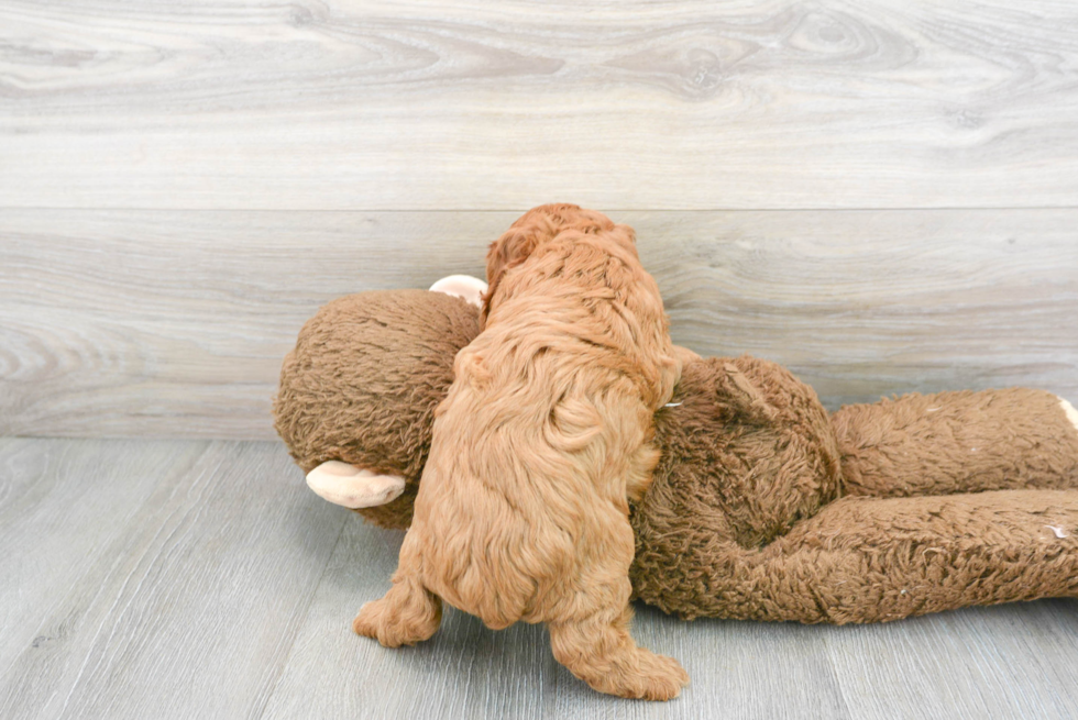 Cavapoo Pup Being Cute