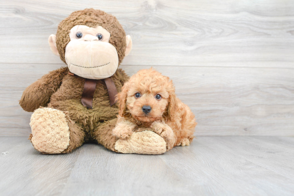 Funny Cavapoo Poodle Mix Pup